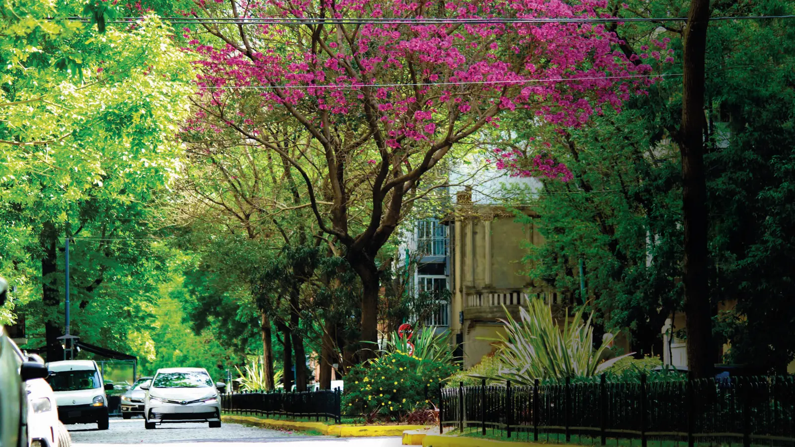 Calle arbolada de Villa Urquiza con un lapacho en flor